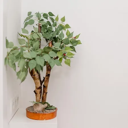 דירה Apartment ראב